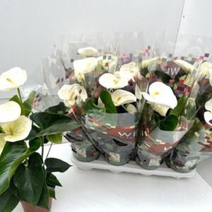 Anthurium (Andreanum Grp) Alpine Anthurium Alpine
(1 Plants/Order)(17cmP 60cmH)