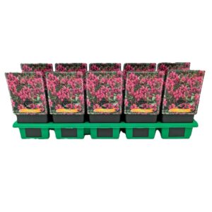 Prunella grandiflora Prunella grandiflora 'Rubra' P11
(10 Plants/Order)(11cmP 25cmH)