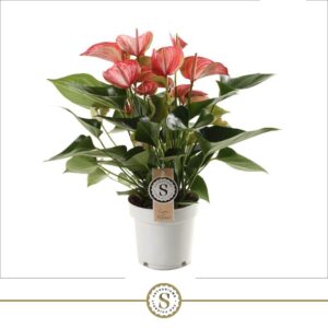 Anthurium (Andreanum Grp) Livium Re Livium Red 14cm
(6 Plants/Order)(14cmP 50cmH)