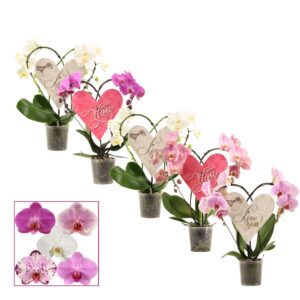 Phalaenopsis mixed Phalaenopsis Heart 2 Heart mix (Engels)
(9 Plants/Order)(12cmP 45cmH)