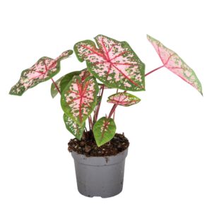 Caladium Caladium Carolyn Whorton
(6 Plants/Order)(13cmP 25cmH)