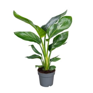 Strelitzia nicolai Strelitzia Nicolai 14cm
(8 Plants/Order)(14cmP 45cmH)