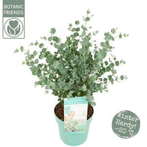 Eucalyptus gunnii 'Azura' Eucalyptus gunnii 'Azura'
(1 Plants/Order)(24cmP 65cmH)