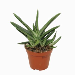 Gasteria 'Little Warty' Gasteria little warthy 8,5 cm
(12 Plants/Order)(8.5cmP 10cmH)