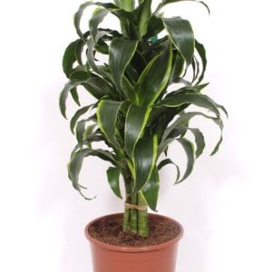 Dracaena Dorado Dracaena Dorado
(1 Plants/Order)(24cmP 85cmH)