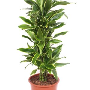 Dracaena Golden Coast Dracaena Golden Coast
(1 Plants/Order)(27cmP 110cmH)