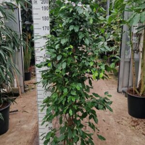 Ficus Exotica Ficus exotica piramide 220
(1 Plants/Order)(35cmP 220cmH)