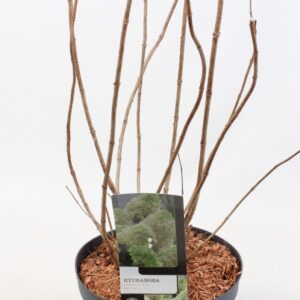 Hydrangea paniculata Hydrangea Paniculata 'Skyfall' 19 cm
(1 Plants/Order)(19cmP 85cmH)