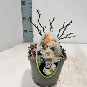 Rosa Rosa (PA) 'Kent' ®
(8 Plants/Order)(14cmP 10cmH)