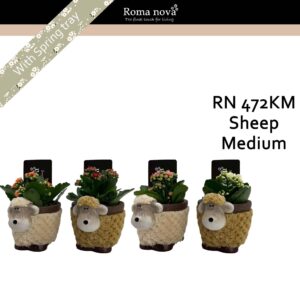 Kalanchoe 472KM - Sheep Medium (Kalanchoe mix)
(5 Plants/Order)(16cmP 18cmH)