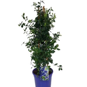 Ceanothus thyrsiflorus var. repens Ceanothus thyrsiflorus var. repens bamboo Piramide
(1 Plants/Order)(17cmP 65cmH)