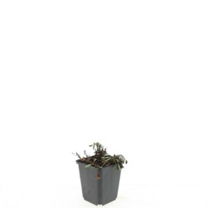 Aster Prof. Anton Kipp (D)
(12 Plants/Order)(9cmP 5cmH)