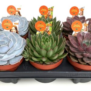 Echeveria mixed ECHEVERIA mix 13.0
(6 Plants/Order)(13cmP 12cmH)
