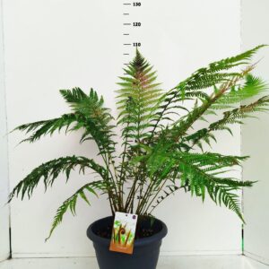 Dicksonia antarctica Dicksonia antartica
(1 Plants/Order)(35cmP 60cmH)