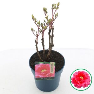 Paeonia suffruticosa Paeonia suffruticosa red C3 (19cm.)
(1 Plants/Order)(19cmP 40cmH)