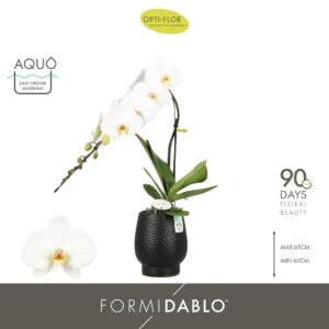 Phalaenopsis white more Ripsen Formidablo Niagara Falls in Abruzzo Black Aquo
(2 Plants/Order)(12cmP 70cmH)