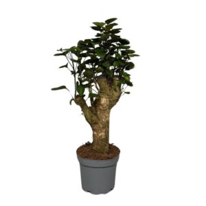 Polyscias Fabian Polyscias Fabian
(10 Plants/Order)(12cmP 35cmH)