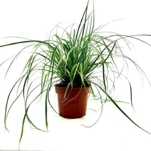 Carex oshimensis Everest Carex 'Everest' p12
(10 Plants/Order)(12cmP 20cmH)