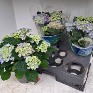 Hydrangea blue Hydrangea blue
(6 Plants/Order)(15cmP 40cmH)