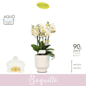 Phalaenopsis Multiflora Boquetto Beauty 3-5 spike in Emilia White Aquo
(6 Plants/Order)(12cmP 45cmH)
