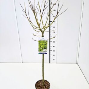 Salix Salix sach. 'Golden Sunshine' ® 60CMSTC4
(1 Plants/Order)(21cmP 80cmH)