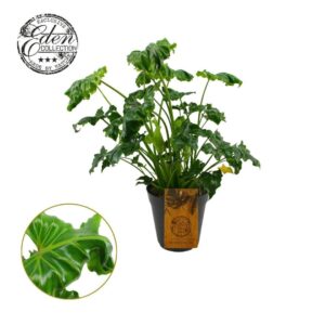 Philodendron Philodendron Atlantis 15cm
(6 Plants/Order)(15cmP 35cmH)
