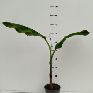 Musa Musa Blue Java C2
(6 Plants/Order)(17cmP 30cmH)