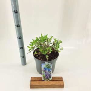 Buddleja Butterfly Candy lilac Sweet Buddleja d. Butt. Candy® lilac Sweetheart ('BotEx 002'PBR)
(1 Plants/Order)(23cmP 40cmH)