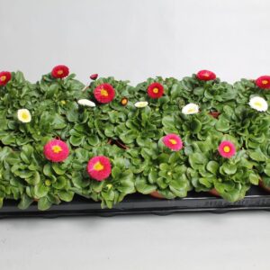 Bellis Rusher Bellis kleinbl. mixed bak p9
(24 Plants/Order)(9cmP 20cmH)