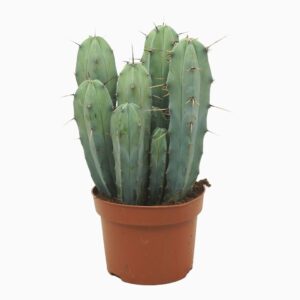 Cereus Myrtillocactus geometrizans Group 13 cm
(6 Plants/Order)(13cmP 25cmH)