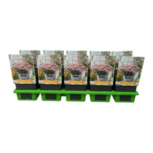 Sedum telephium Seduction Rosé Soir Sedum telephium 'Seduction Rosé Soirée' P11
(10 Plants/Order)(11cmP 25cmH)