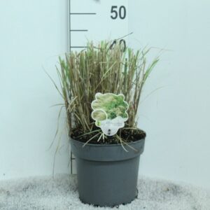 Miscanthus Adagio Miscanthus sinensis 'Adagio' P23
(1 Plants/Order)(23cmP 40cmH)