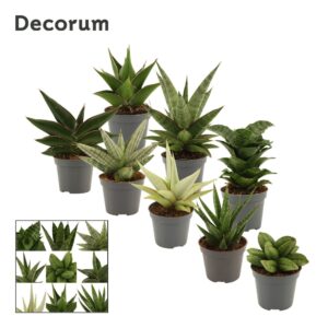 Sansevieria other Sansevieria Luxury mix 6 cm (Decorum)
(14 Plants/Order)(6cmP 13cmH)