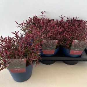 Hebe other green Hebe True Love
(1 Plants/Order)(17cmP 28cmH)