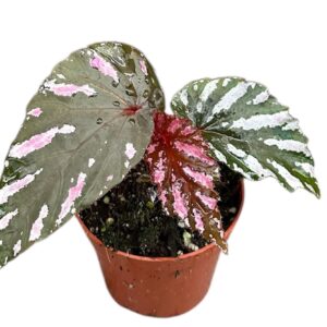 Begonia Begonia Brevirimosa
(14 Plants/Order)(8cmP 12cmH)