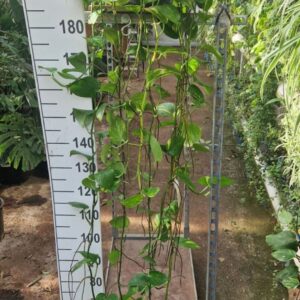Epipremnum pinnatum Aureum Epipremnum Aureum hangplant XXL
(1 Plants/Order)(30cmP 250cmH)