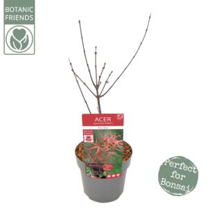 Acer palmatum Pevé Dave Acer palm. 'Pevé Dave'
(1 Plants/Order)(19cmP 65cmH)