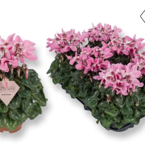 Cyclamen Super Serie Djix Exclusive® pink
(8 Plants/Order)(10.5cmP 20cmH)