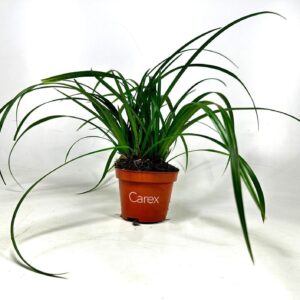 Carex morrowii Carex Irish Green p10,5
(15 Plants/Order)(10.5cmP 20cmH)