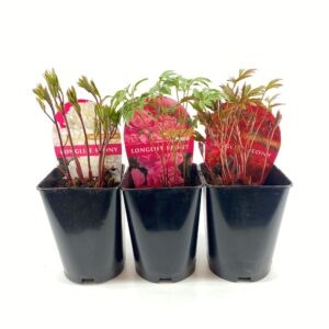 Paeonia Paeonia Premium Longlife 26CM red
(6 Plants/Order)(26cmP 50cmH)