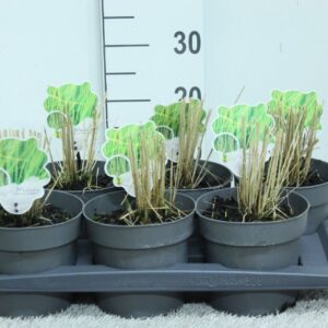 Molinia caerulea Molinia caerulea 'Heidebraut' P17
(6 Plants/Order)(17cmP 25cmH)