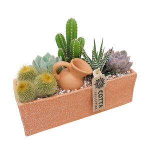 Arrangement Cactus Cactus+Succulent arr. in 23 cm 'Terracotta Rechthoek'
(4 Plants/Order)(23cmP 14cmH)
