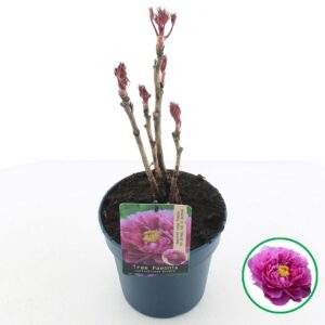 Paeonia suffruticosa Paeonia suffruticosa purple C3 (19cm.)
(1 Plants/Order)(19cmP 40cmH)
