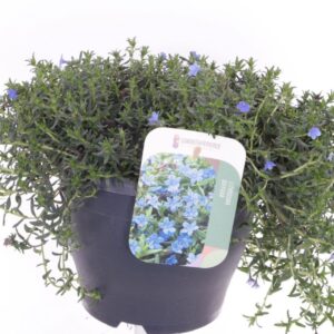 Lithodora diffusa Lithodora diffusa Grace Ward
(1 Plants/Order)(23cmP 25cmH)