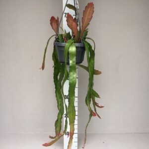 Epiphyllum Epiphyllum leon herick
(7 Plants/Order)(14cmP 45cmH)