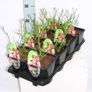 Rosa The Fairy Rosa (PA) 'The Fairy'
(8 Plants/Order)(14cmP 10cmH)