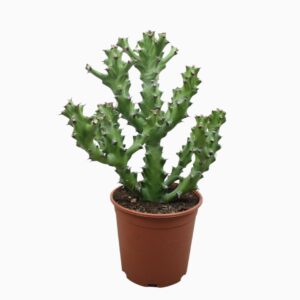 Euphorbia Euphorbia maurentania 21 cm
(3 Plants/Order)(21cmP 60cmH)