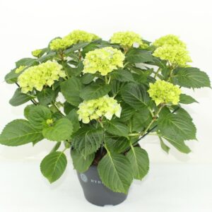 Hydrangea blue Hydrangea Hi River blue (Hortensia)
(3 Plants/Order)(23cmP 45cmH)