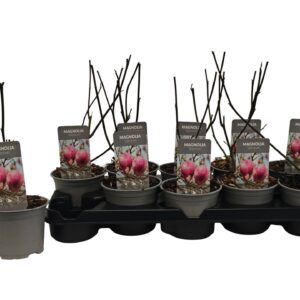 Magnolia Magnolia Spectrum P12
(10 Plants/Order)(12cmP 35cmH)