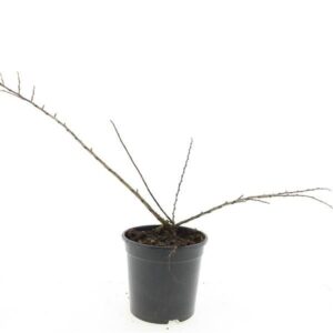 Cotoneaster nanshan Boer Cotoneaster nanshan 'Boer'
(8 Plants/Order)(14cmP 10cmH)